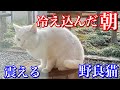 冷え込んだ朝ぶるぶる震えていた野良猫をストーブとタオルとご飯を置いた玄関内に招き入れた