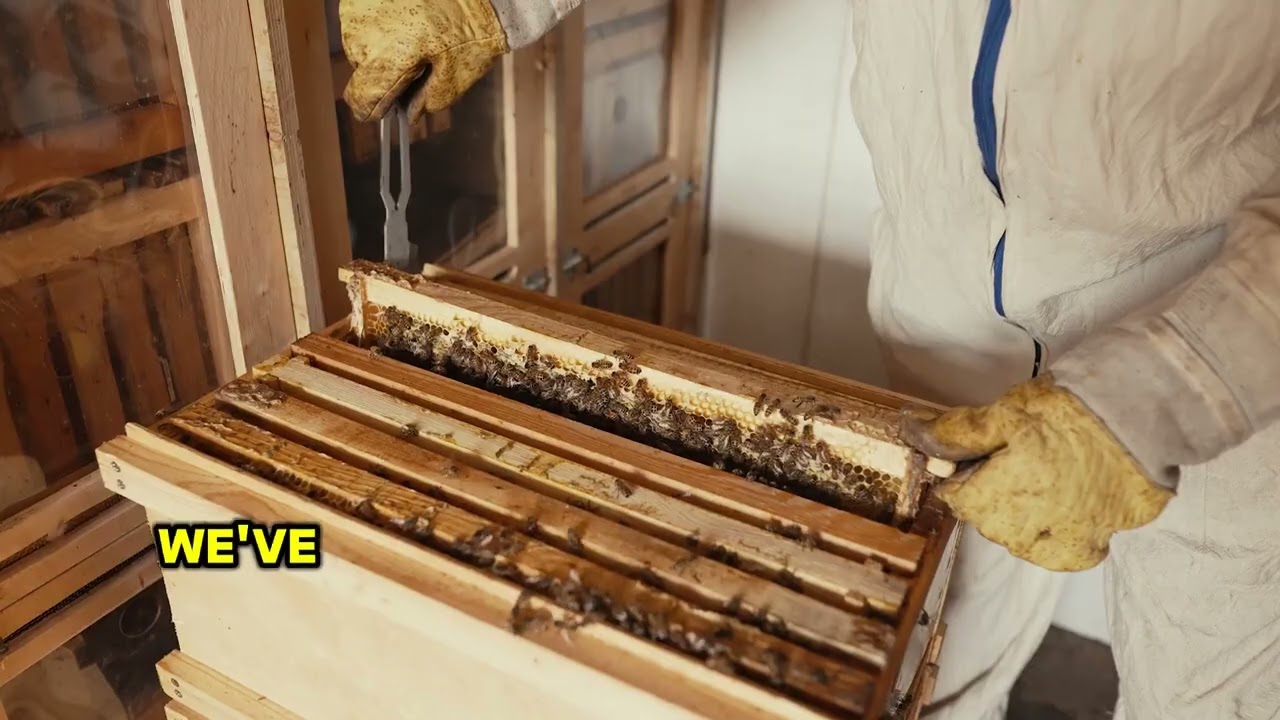 Mr. Bee Removal | Expert Bee & Wasp Removal Services