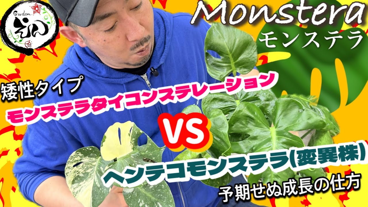 【入手困難特選・変異株】特選株美しい斑入りモンステラ VS ヘンテコモンステラ！！ご紹介します！！(Gardenえん)