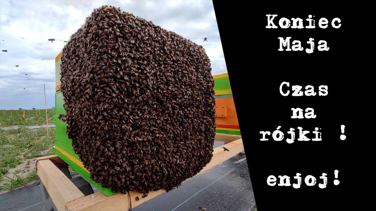 Rójka - osadzanie  pszczół w ulu wielkopolskim.