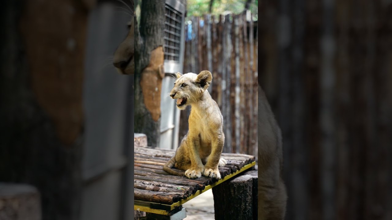 WONDERING LION CUB