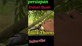 Persiapan dahan buah Durian Black Thorns#shorts #short #shortvideo #shortsvideo #blackthorn #durian