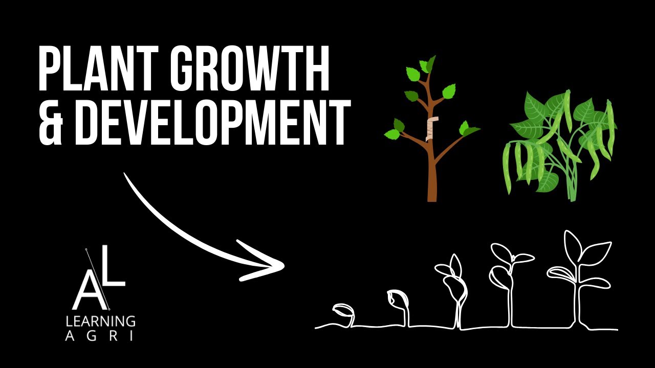Concepts and Phases of Plant Growth and Development