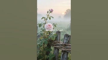 #تلاوات_خاشعة #قرآن_كريم #اذكار #quran #islam #دعاء_الصباح #اذكار_الصباح #دعاء