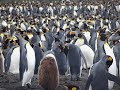 Antarctica, South Georgia & Falklands on MS Expedition