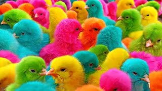 World Cute Chickens, Colorful Chickens, Rainbows Chickens, Cute Ducks, Cat, Rabbits,Cute Animals🐤🐤🦆🐟