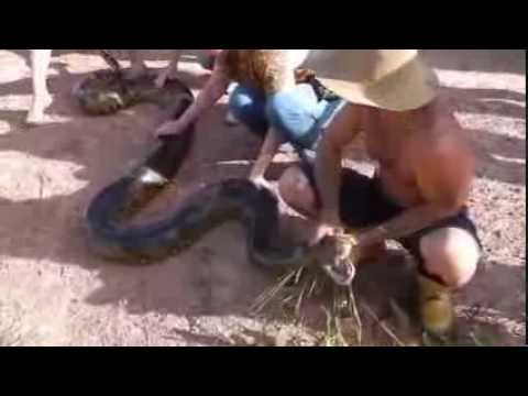 Ловить анаконду видео Ловить анаконду видео