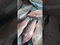 कालबुश मछली जिसकी तुलना रोहू कतला से होती हैं, सबसे अलग और कम काटे वाली  | Fish Market #shorts