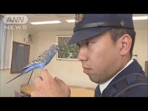 かわいい 迷いインコ 警察官に保護され仲良しに 16 11 29 Youtube