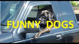 Подборка лучших приколов с собаками. Я смеялся до слёз. Best video compilation about dogs.