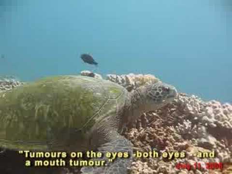 canon definicion TURTLE TRAX TALK TEST - underwater narration