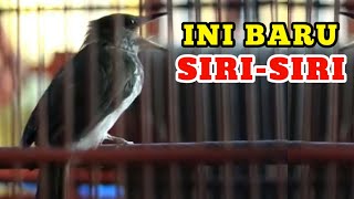 BURUNG SIRI SIRI GACOR | SUPER ISTIMEWAH