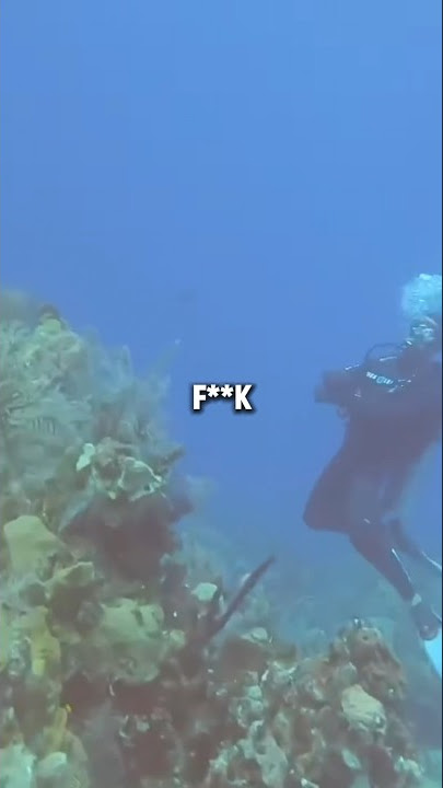 Divers Encounter Real Sonar Ping 📡📡 Original - @jimryan4056