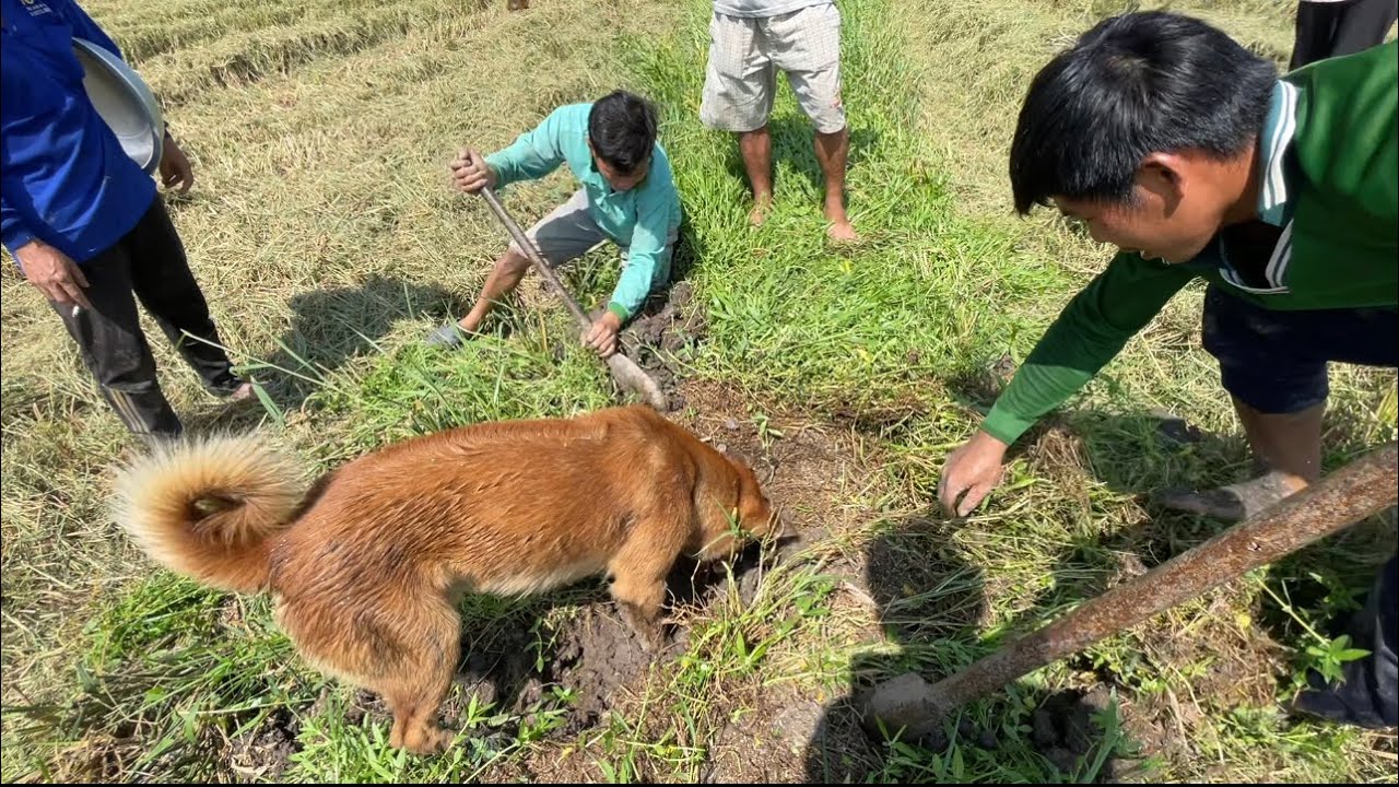 Săn Chuột Đồng Cùng Ba Chú Cún Cực Hay | Hunting | - TT1621