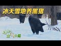 雪地黑猪野性十足，8个成年男子才能勉强制服！在零下30度的地方养黑猪，农户利用天然资源，琢磨出了养猪高招！|「谁知盘中餐」20240108