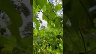 RURAL GARDENING OF CHAYOTE nature garden gardening plants rurallife