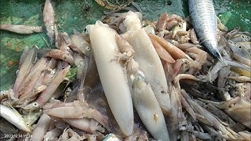 Mực Ống - Những Mẻ Lưới Có Lời Chút Chút - Nhân Trương Vlog