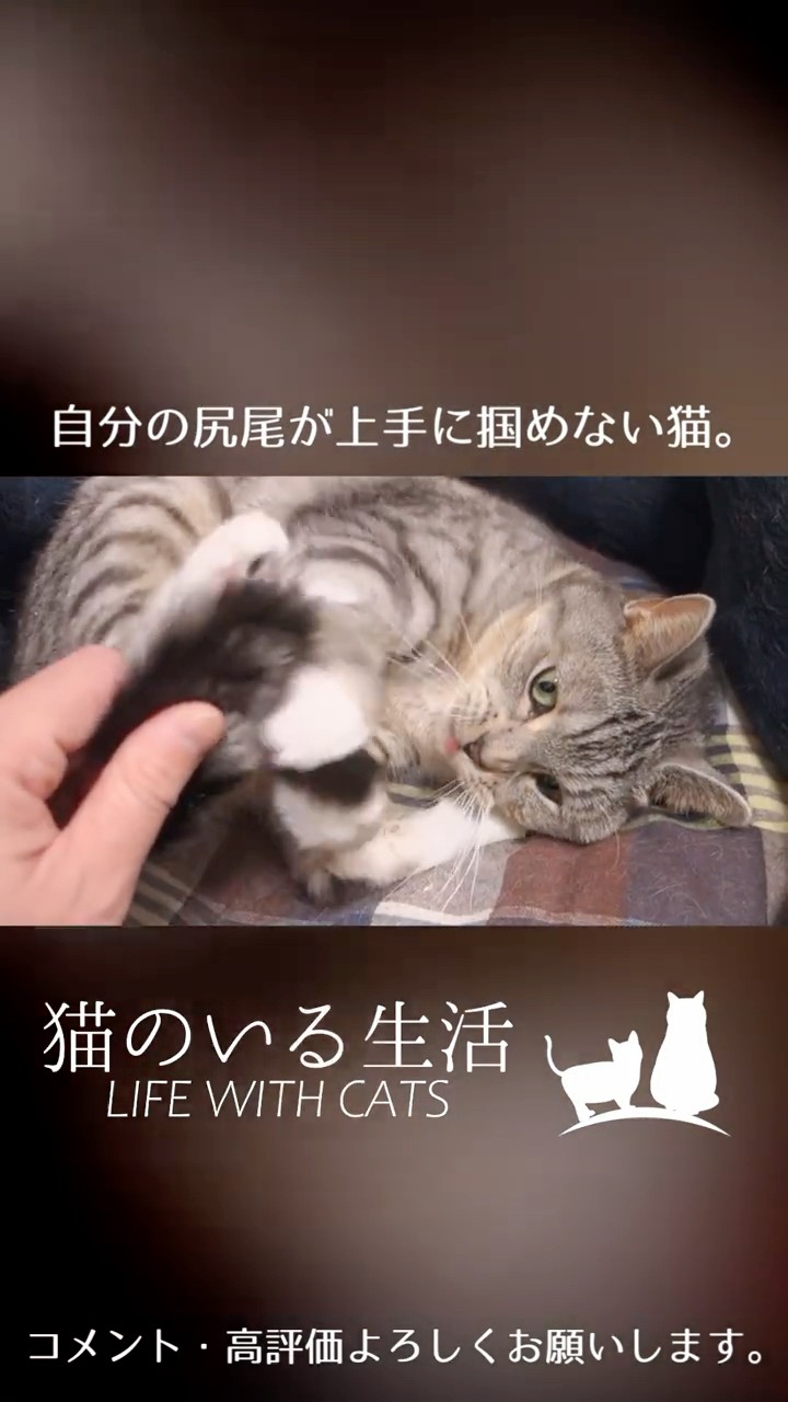 Life with Cats - YouTube