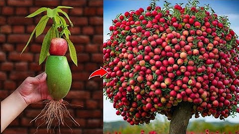 Best..!! Grafting Apple With Mango To get the most Amazing fruit