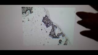Famous Zero Water results under a Microscope, Review including River Water Profile