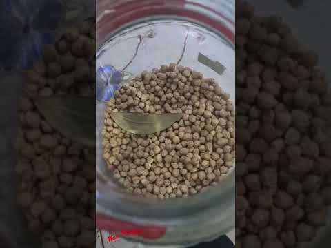 تخزين البقوليات وحفظها من السوس من 