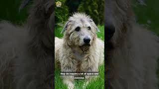 Discover the Majestic Irish Wolfhound: History, Characteristics, and Personality Traits | Dogs World