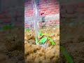 Tree give in water💧 #natural #ytshorts #shorts #mtramu