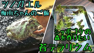 苔テラリウム シッポゴケの森を作ってツノガエルのご飯 ツノガエル 3 Youtube 苔テラリウム シッポゴケの森を作ってツノガエルのご飯 ツノガエル 3 Youtube