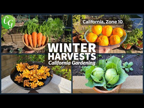 Winter Gardening 101: