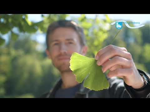 Les arbres en