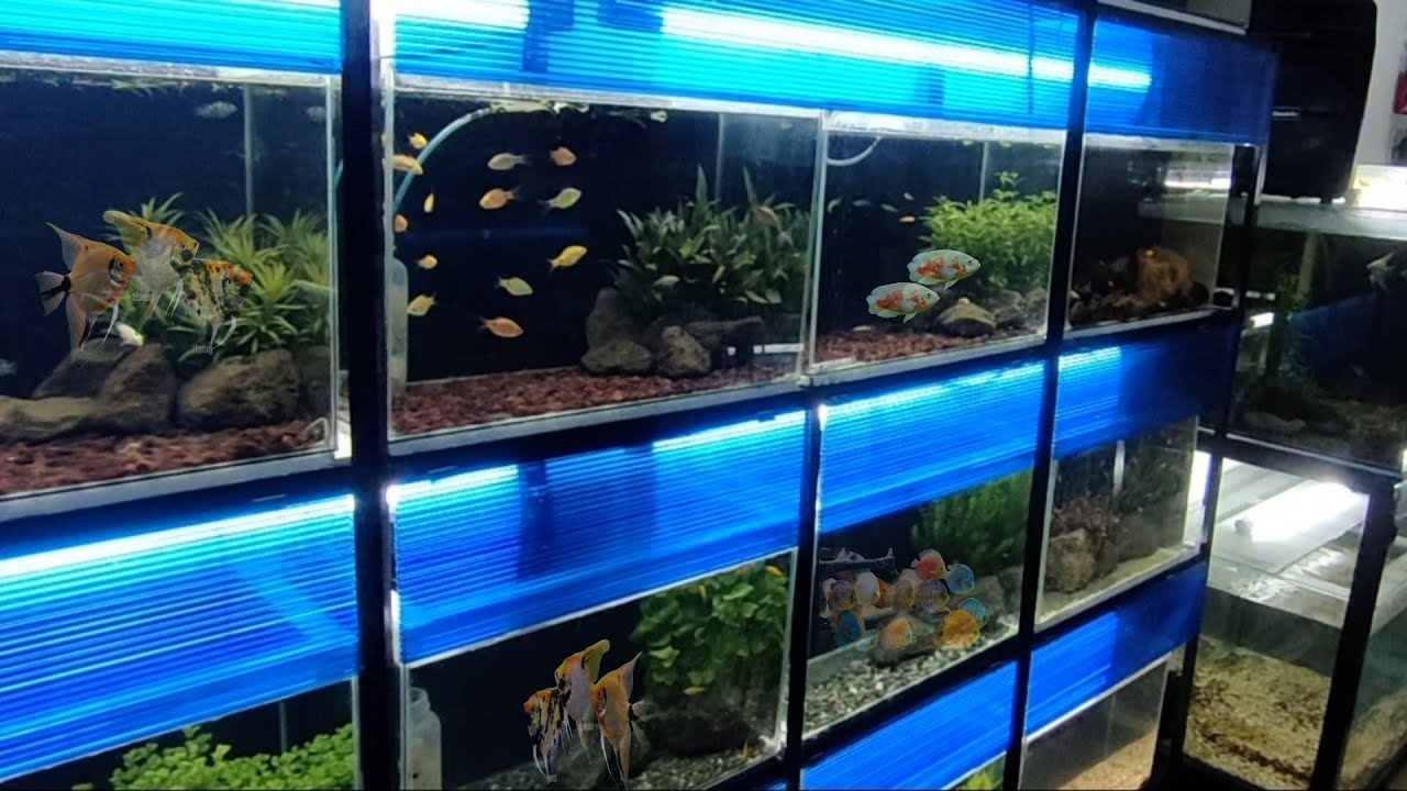 Petshop Tour at JBM Aquayard Petshop Tanay Branch!