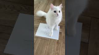 Tic Tac Toe with a Cat | White cute Persian cat