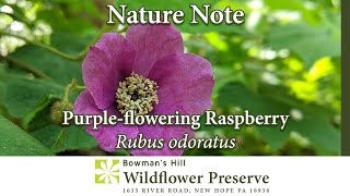 Nature Note: Purple-flowering raspberry
