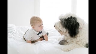 Tibetan Terrier plays with a baby