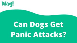 Can Dogs Get Panic Attacks? | Wag!