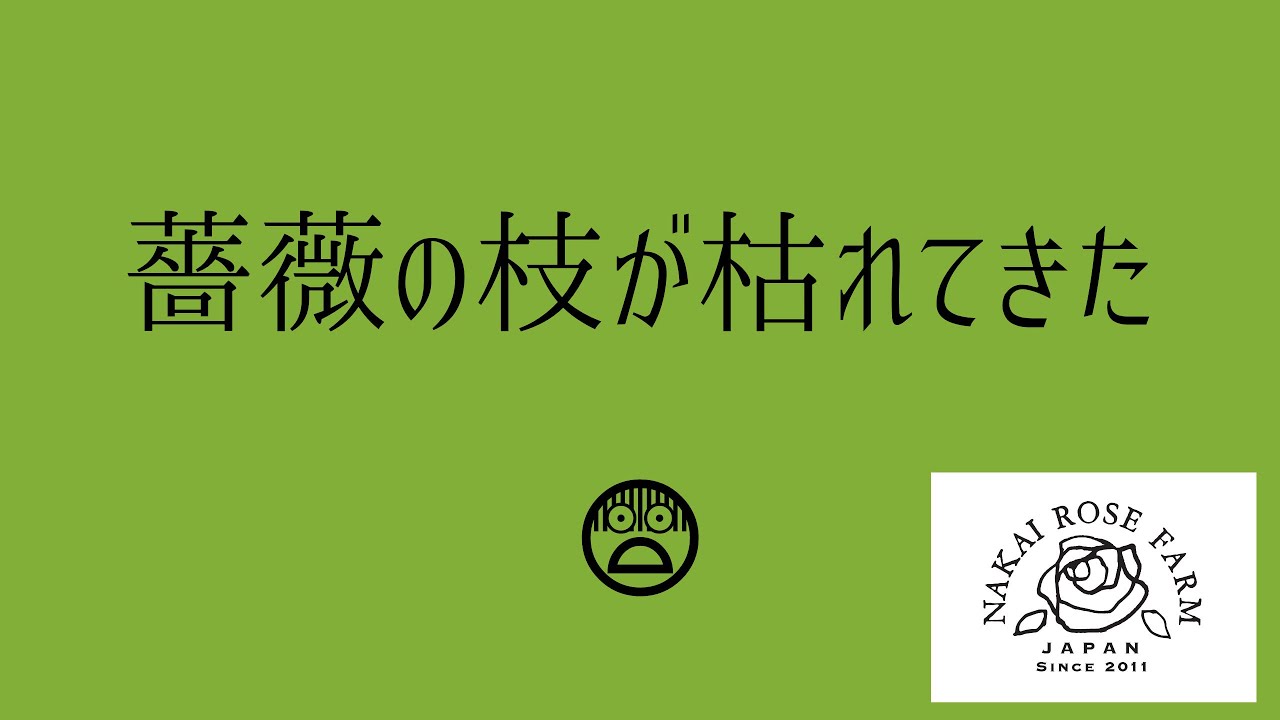 薔薇の枝が枯れてきたら ガーン Youtube