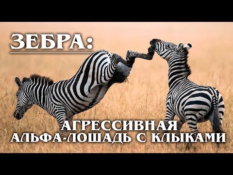 Video: Proč Zebra Stripes? Nová Studie Nabízí Podivné Vysvětlení