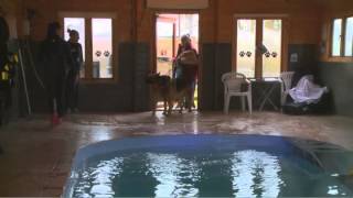 SPLASH FOR DOGS - CANINE HYDROTHERAPY