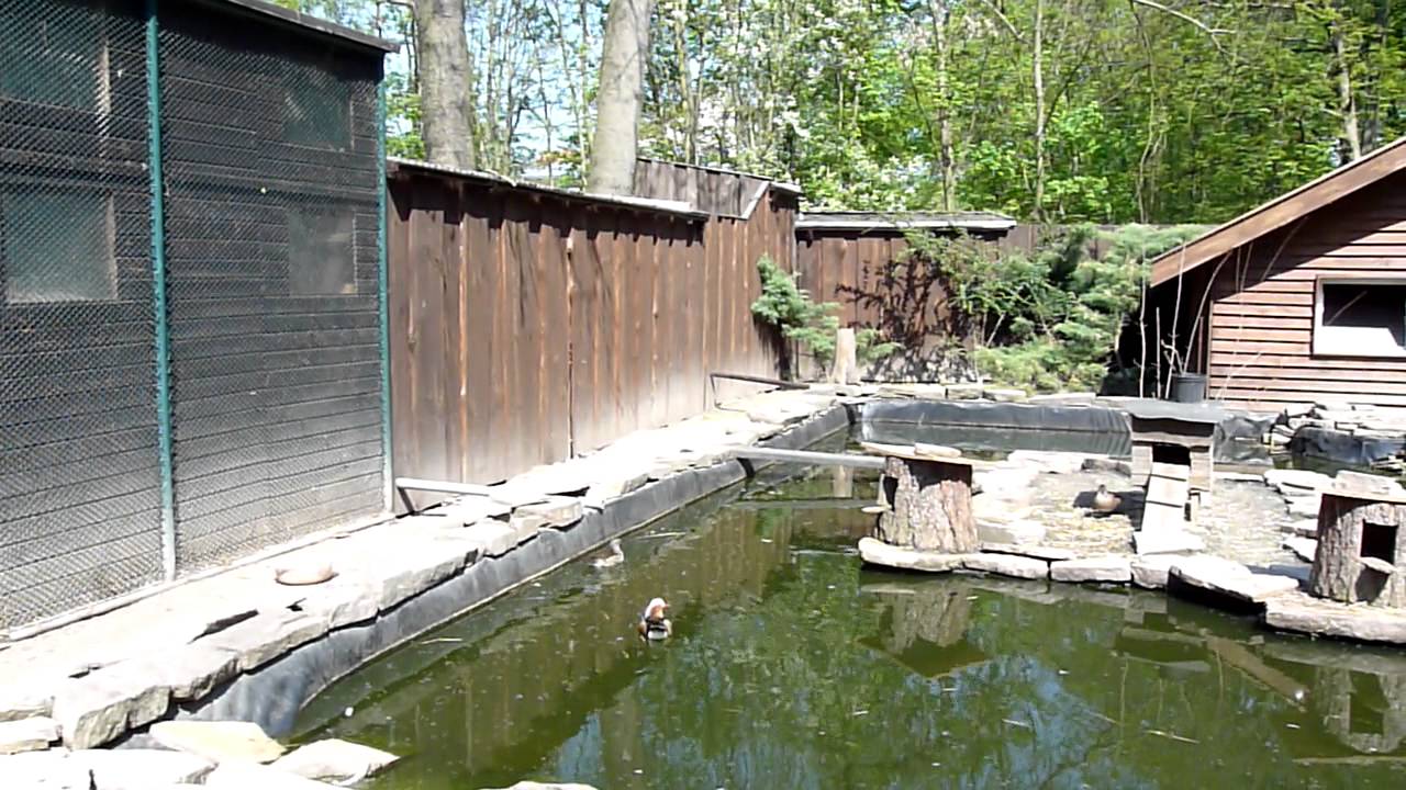 Tiergehege Dornreichenbach Entengehege YouTube