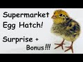 Hatchling Eggs from Grocery Store & Supermarket Fun Experiment Bonus Surprised Quail Chicks Part I