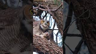 Great Horned Owl having dinner!