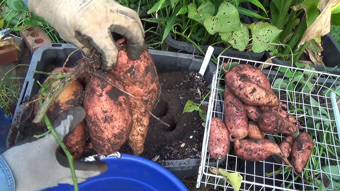 How to Grow Sweet Potatoes in Feed Bags - Fresh Eggs Daily® with