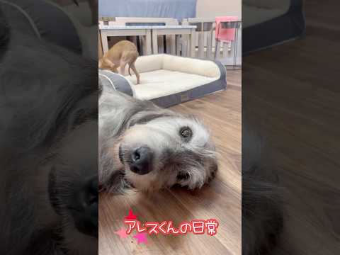 ボブテイルシュウ看板犬アイリッシュウルフハウンドのアレスくんの日常は・・・#shorts #アイリッシュウルフハウンド