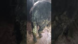 купил бычка