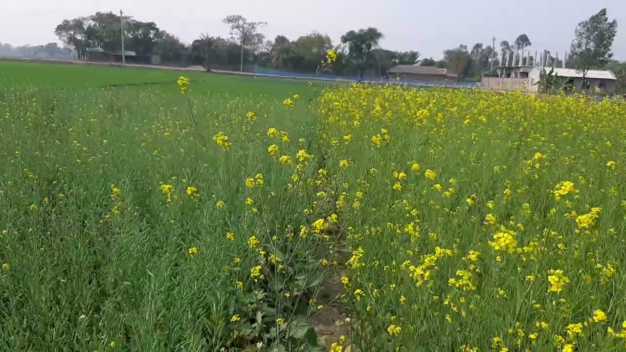 অসাধারণ কিছু দৃশ্য সাথে আমার