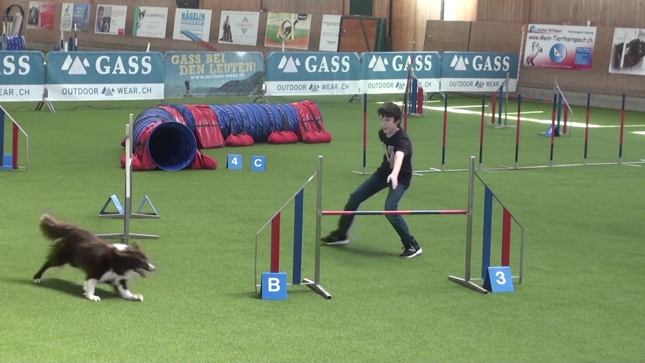 27.3.2019 Lyssi mit Agility Anfänger