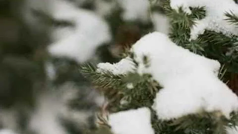 "See The Fresh Fallen Snow"