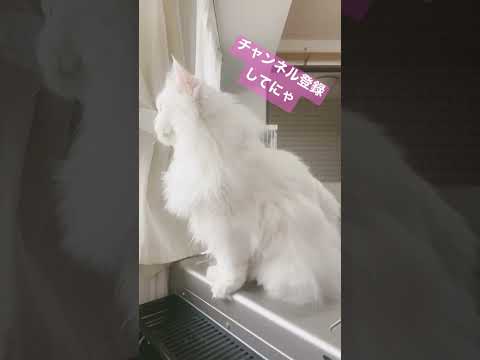 【りおちゃん】癒しの白猫はこちら