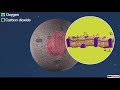 Cell Membrane and Cell Wall Functions in Living Organisms