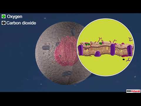 Video: Hvordan hjælper cellemembranen cellevæggen?